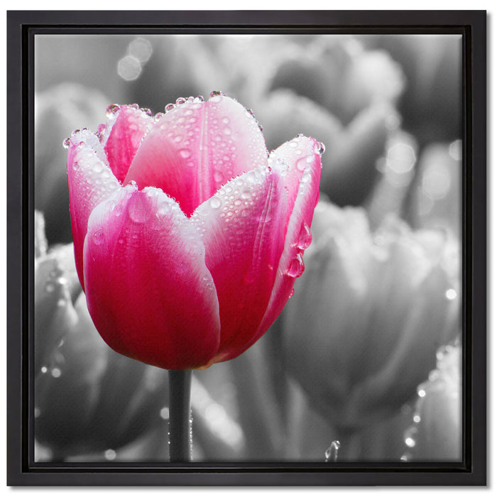 Tulpen im Morgentau auf Leinwandbild Quadratisch gerahmt Größe 40x40