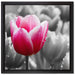Tulpen im Morgentau auf Leinwandbild Quadratisch gerahmt Größe 40x40