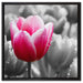 Tulpen im Morgentau auf Leinwandbild Quadratisch gerahmt Größe 60x60