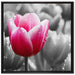 Tulpen im Morgentau auf Leinwandbild Quadratisch gerahmt Größe 70x70