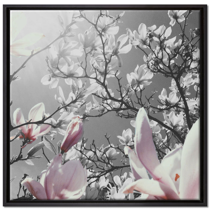 schöne Magnolie Blüten auf Leinwandbild Quadratisch gerahmt Größe 70x70