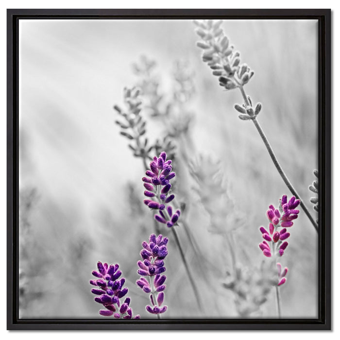 schöner Lavendel auf Leinwandbild Quadratisch gerahmt Größe 60x60