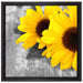 schöne Sonnenblumen auf Holztisch auf Leinwandbild Quadratisch gerahmt Größe 40x40