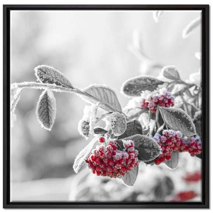 Vogelbeeren im frostigen Winter auf Leinwandbild Quadratisch gerahmt Größe 70x70