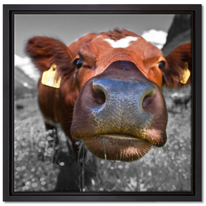 ausgewachsene Kuh auf Bergwiese auf Leinwandbild Quadratisch gerahmt Größe 40x40