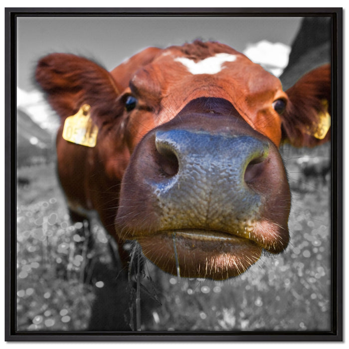 ausgewachsene Kuh auf Bergwiese auf Leinwandbild Quadratisch gerahmt Größe 70x70