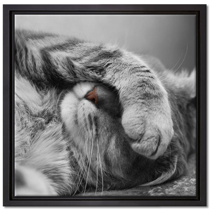 niedliche Katze beim schlafen auf Leinwandbild Quadratisch gerahmt Größe 40x40