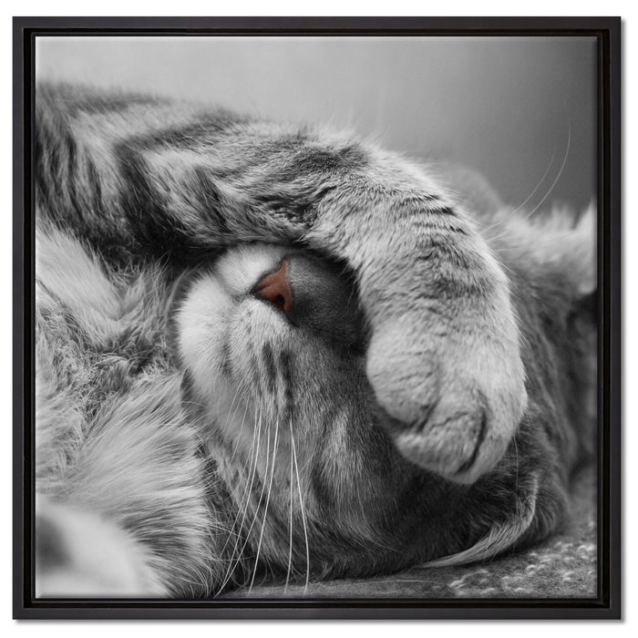 niedliche Katze beim schlafen auf Leinwandbild Quadratisch gerahmt Größe 60x60