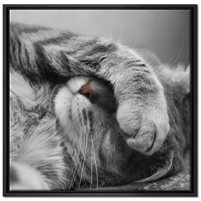 niedliche Katze beim schlafen auf Leinwandbild Quadratisch gerahmt Größe 70x70