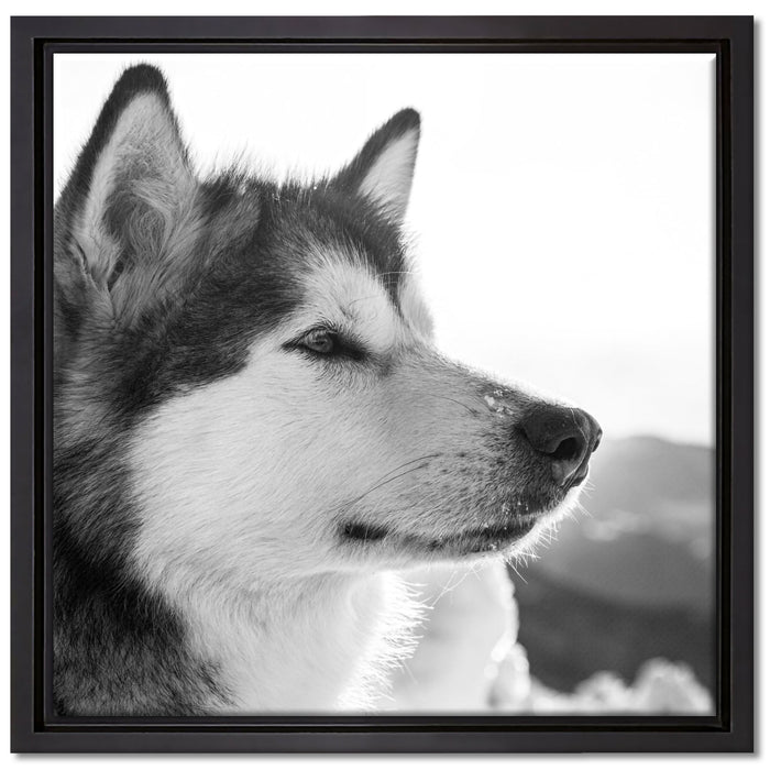 wunderschöner Husky im Schnee auf Leinwandbild Quadratisch gerahmt Größe 40x40