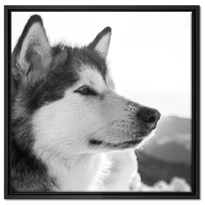 wunderschöner Husky im Schnee auf Leinwandbild Quadratisch gerahmt Größe 60x60