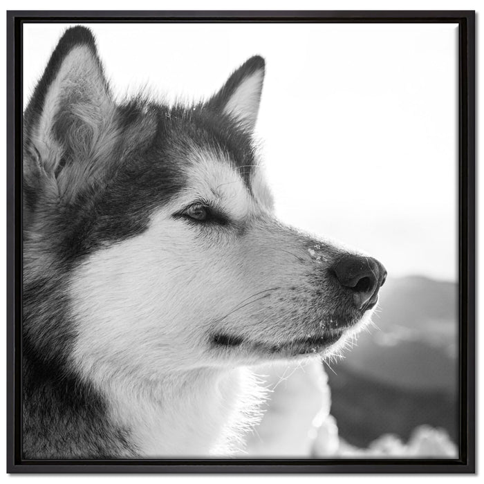 wunderschöner Husky im Schnee auf Leinwandbild Quadratisch gerahmt Größe 70x70