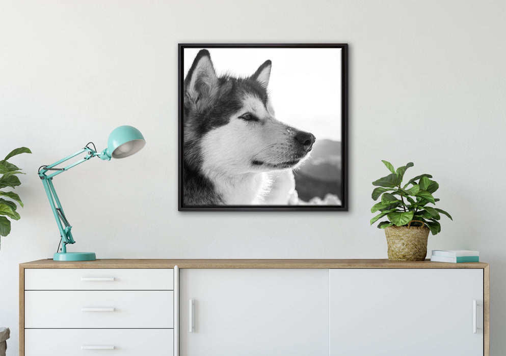 wunderschöner Husky im Schnee auf Leinwandbild gerahmt Quadratisch verschiedene Größen im Wohnzimmer