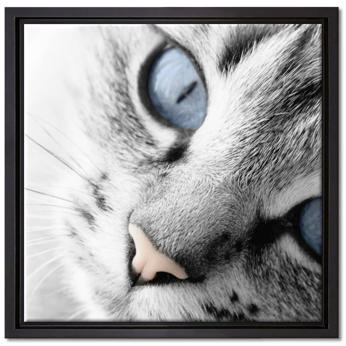 schöne Katzenaugen auf Leinwandbild Quadratisch gerahmt Größe 40x40