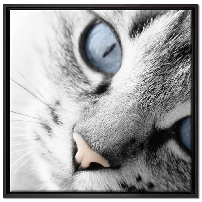 schöne Katzenaugen auf Leinwandbild Quadratisch gerahmt Größe 70x70