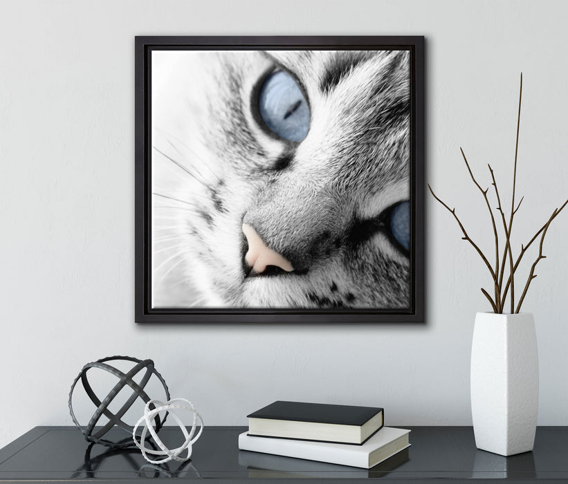 schöne Katzenaugen  auf Leinwandbild Quadratisch gerahmt mit Kirschblüten