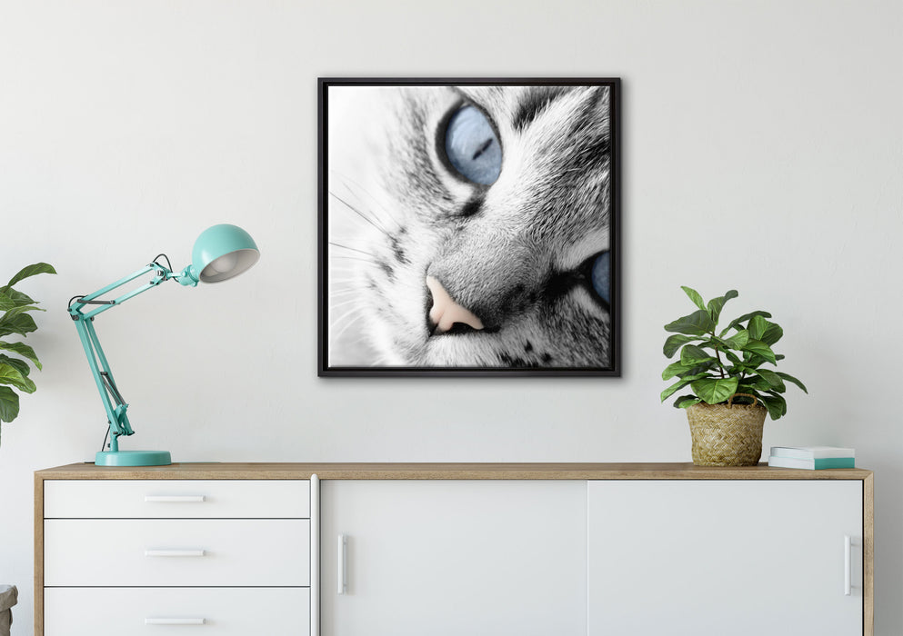 schöne Katzenaugen auf Leinwandbild gerahmt Quadratisch verschiedene Größen im Wohnzimmer