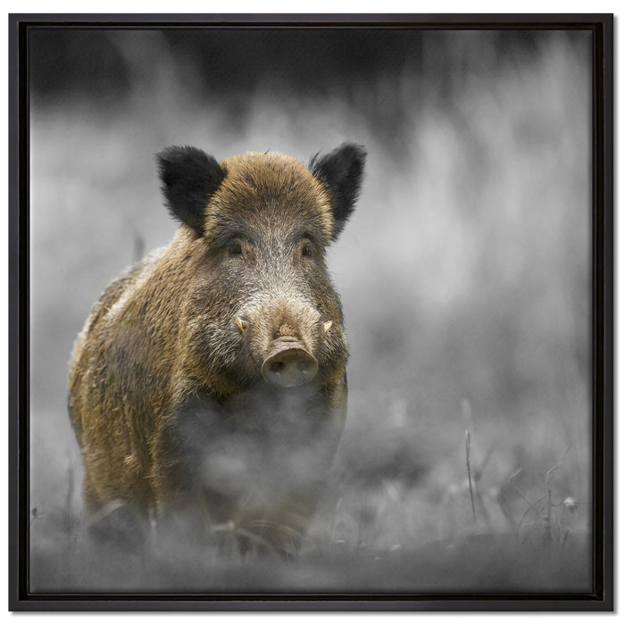 einsames Wildschwein im Wald auf Leinwandbild Quadratisch gerahmt Größe 70x70