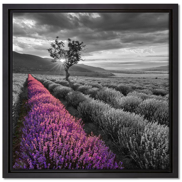 Lavendelfeld mit Baum auf Leinwandbild Quadratisch gerahmt Größe 40x40