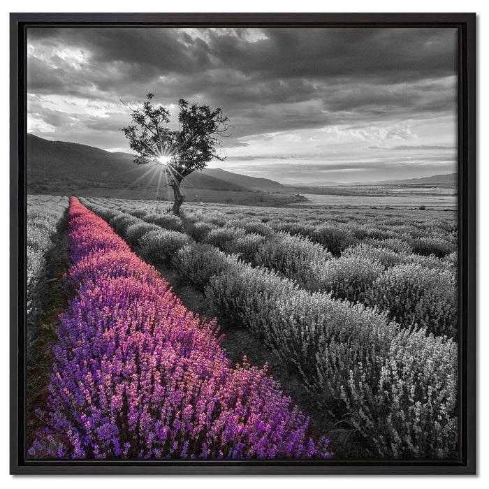 Lavendelfeld mit Baum auf Leinwandbild Quadratisch gerahmt Größe 60x60