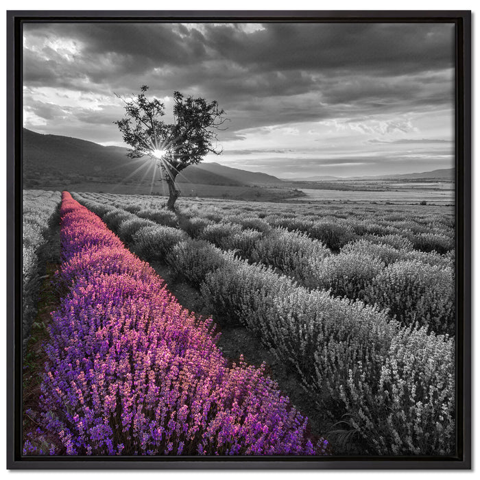 Lavendelfeld mit Baum auf Leinwandbild Quadratisch gerahmt Größe 70x70