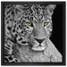 ruhender Leopard auf Leinwandbild Quadratisch gerahmt Größe 40x40