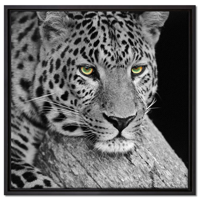 ruhender Leopard auf Leinwandbild Quadratisch gerahmt Größe 60x60