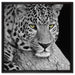 ruhender Leopard auf Leinwandbild Quadratisch gerahmt Größe 60x60