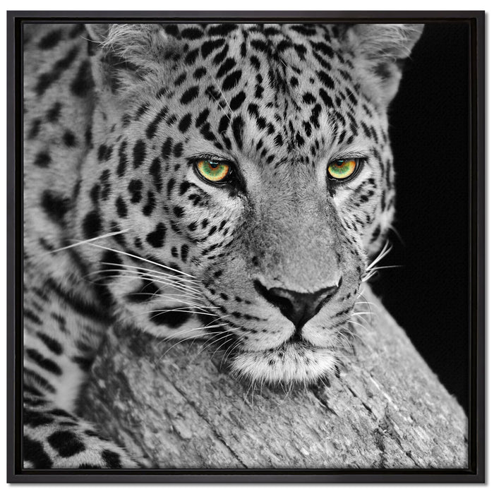 ruhender Leopard auf Leinwandbild Quadratisch gerahmt Größe 70x70