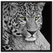 ruhender Leopard auf Leinwandbild Quadratisch gerahmt Größe 70x70