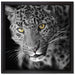 prächtig anmutiger Leopard auf Leinwandbild Quadratisch gerahmt Größe 40x40