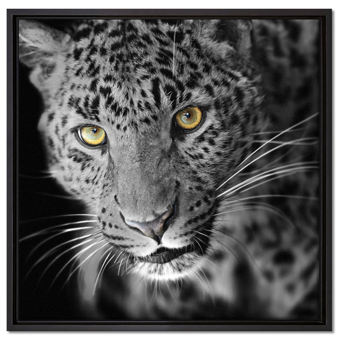 prächtig anmutiger Leopard auf Leinwandbild Quadratisch gerahmt Größe 60x60