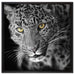 prächtig anmutiger Leopard auf Leinwandbild Quadratisch gerahmt Größe 60x60