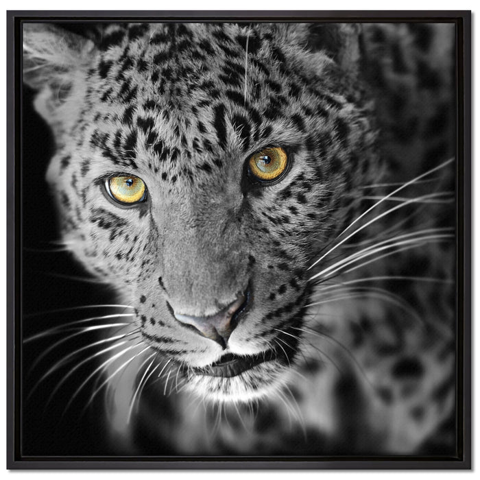 prächtig anmutiger Leopard auf Leinwandbild Quadratisch gerahmt Größe 70x70