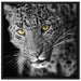 prächtig anmutiger Leopard auf Leinwandbild Quadratisch gerahmt Größe 70x70