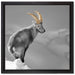 schöner Steinbock im Schnee auf Leinwandbild Quadratisch gerahmt Größe 40x40