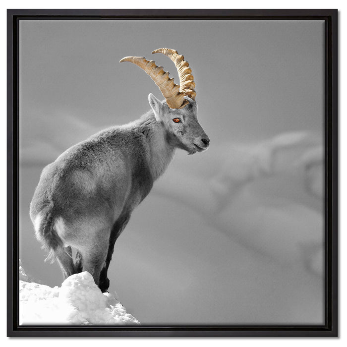 schöner Steinbock im Schnee auf Leinwandbild Quadratisch gerahmt Größe 60x60