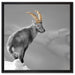 schöner Steinbock im Schnee auf Leinwandbild Quadratisch gerahmt Größe 60x60