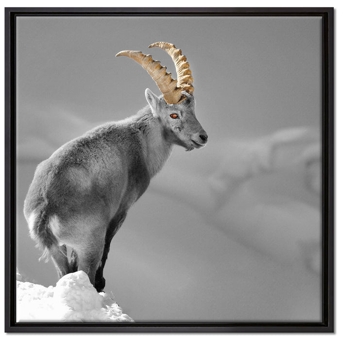 schöner Steinbock im Schnee auf Leinwandbild Quadratisch gerahmt Größe 70x70
