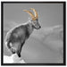 schöner Steinbock im Schnee auf Leinwandbild Quadratisch gerahmt Größe 70x70