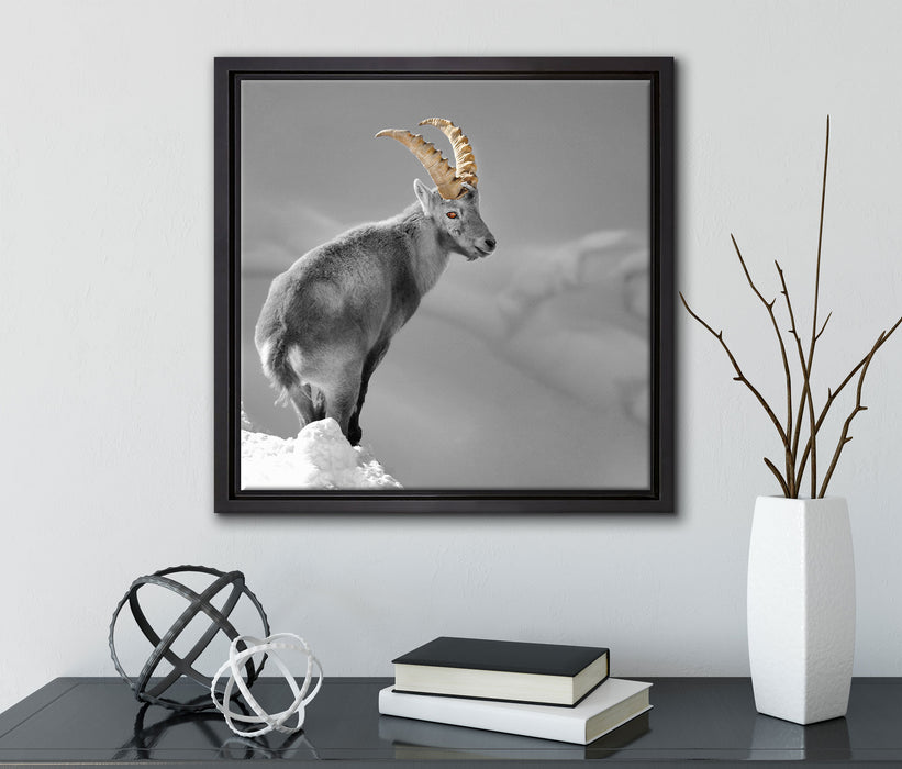 schöner Steinbock im Schnee  auf Leinwandbild Quadratisch gerahmt mit Kirschblüten