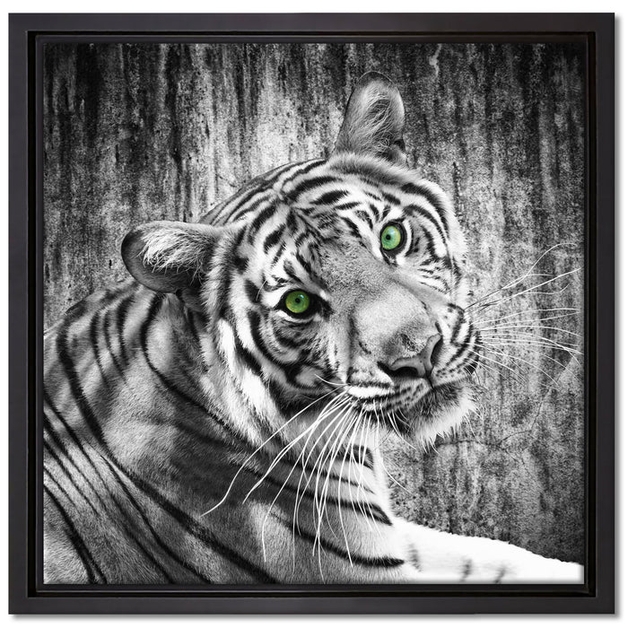schöner neugieriger Tiger auf Leinwandbild Quadratisch gerahmt Größe 40x40