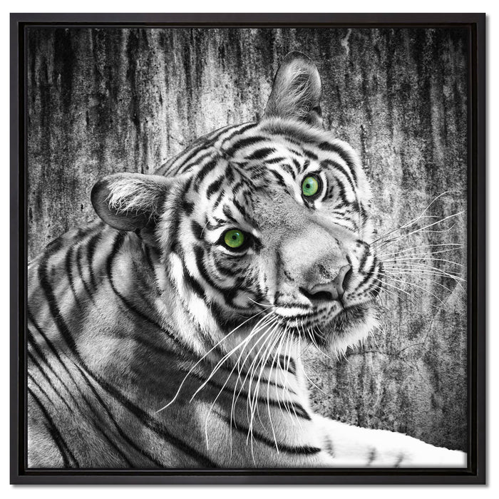 schöner neugieriger Tiger auf Leinwandbild Quadratisch gerahmt Größe 60x60