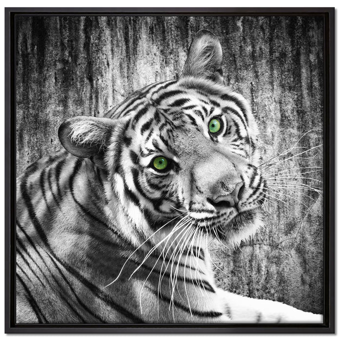 schöner neugieriger Tiger auf Leinwandbild Quadratisch gerahmt Größe 70x70