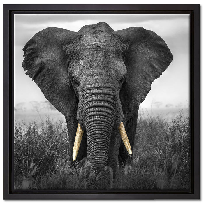 prachtvoller Elefant auf Leinwandbild Quadratisch gerahmt Größe 40x40