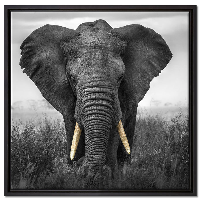 prachtvoller Elefant auf Leinwandbild Quadratisch gerahmt Größe 60x60