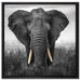 prachtvoller Elefant auf Leinwandbild Quadratisch gerahmt Größe 60x60