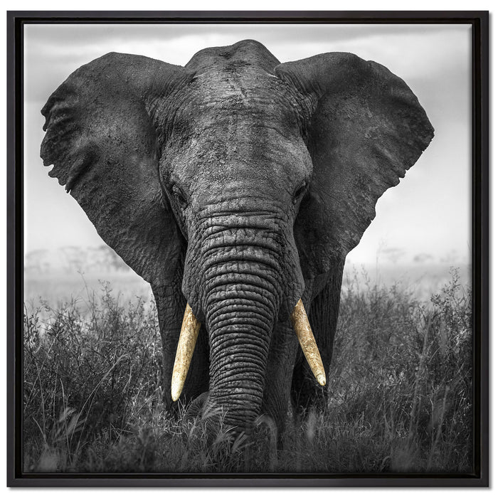prachtvoller Elefant auf Leinwandbild Quadratisch gerahmt Größe 70x70