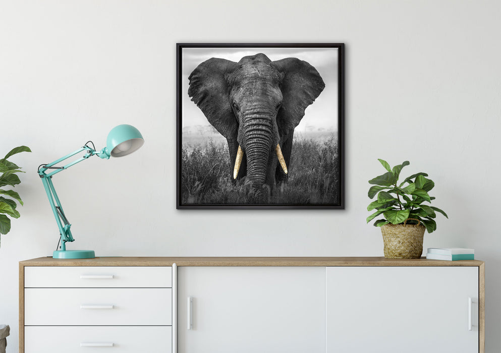 prachtvoller Elefant auf Leinwandbild gerahmt Quadratisch verschiedene Größen im Wohnzimmer