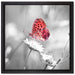 Schmetterling auf Blüte auf Leinwandbild Quadratisch gerahmt Größe 40x40